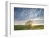 Spring Oak, Morning Light Wide - California Wonders Magical Mood-Vincent James-Framed Photographic Print