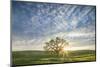 Spring Oak, Morning Light Wide - California Wonders Magical Mood-Vincent James-Mounted Photographic Print