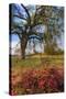 Spring Oak Scene, Central Valley, California-Vincent James-Stretched Canvas