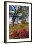 Spring Oak Scene, Central Valley, California-Vincent James-Framed Photographic Print
