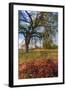 Spring Oak Scene, Central Valley, California-Vincent James-Framed Photographic Print