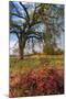 Spring Oak Scene, Central Valley, California-Vincent James-Mounted Photographic Print