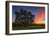 Spring Oak Tree Sunset From Mount Diablo Contra Costa Walnut Creek-Vincent James-Framed Photographic Print