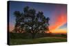 Spring Oak Tree Sunset From Mount Diablo Contra Costa Walnut Creek-Vincent James-Stretched Canvas