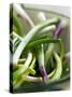 Spring Onions in a Dish-Neil Corder-Stretched Canvas