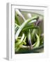 Spring Onions in a Dish-Neil Corder-Framed Photographic Print