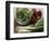 Spring Onions, Radicchio and a Bowl of Rocket-Eising Studio - Food Photo and Video-Framed Photographic Print