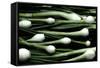 Spring Onions-Victor De Schwanberg-Framed Stretched Canvas