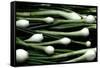 Spring Onions-Victor De Schwanberg-Framed Stretched Canvas
