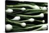 Spring Onions-Victor De Schwanberg-Stretched Canvas