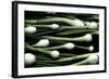 Spring Onions-Victor De Schwanberg-Framed Premium Photographic Print
