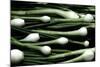 Spring Onions-Victor De Schwanberg-Mounted Premium Photographic Print