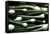 Spring Onions-Victor De Schwanberg-Framed Stretched Canvas