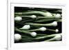 Spring Onions-Victor De Schwanberg-Framed Photographic Print
