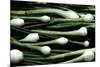 Spring Onions-Victor De Schwanberg-Mounted Photographic Print
