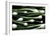 Spring Onions-Victor De Schwanberg-Framed Photographic Print