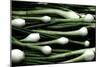 Spring Onions-Victor De Schwanberg-Mounted Photographic Print