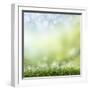 Spring or Summer Season Abstract Nature Background with Grass and Blue Sky in the Back-Krivosheev Vitaly-Framed Art Print