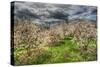 Spring Orchard-Robert Goldwitz-Stretched Canvas