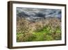 Spring Orchard-Robert Goldwitz-Framed Photographic Print