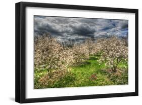Spring Orchard-Robert Goldwitz-Framed Photographic Print