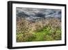 Spring Orchard-Robert Goldwitz-Framed Photographic Print