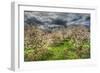 Spring Orchard-Robert Goldwitz-Framed Photographic Print