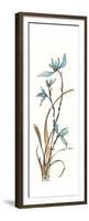 Spring Orchids I on White-Chris Paschke-Framed Premium Giclee Print