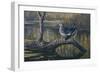 Spring Pair - Wood Ducks-Wilhelm Goebel-Framed Giclee Print