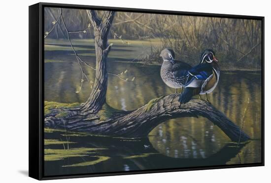 Spring Pair - Wood Ducks-Wilhelm Goebel-Framed Stretched Canvas