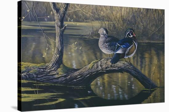 Spring Pair - Wood Ducks-Wilhelm Goebel-Stretched Canvas