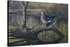 Spring Pair - Wood Ducks-Wilhelm Goebel-Stretched Canvas