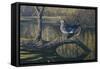 Spring Pair - Wood Ducks-Wilhelm Goebel-Framed Stretched Canvas