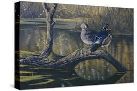 Spring Pair - Wood Ducks-Wilhelm Goebel-Stretched Canvas