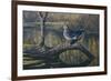 Spring Pair - Wood Ducks-Wilhelm Goebel-Framed Giclee Print