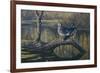 Spring Pair - Wood Ducks-Wilhelm Goebel-Framed Giclee Print