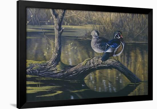Spring Pair - Wood Ducks-Wilhelm Goebel-Framed Giclee Print
