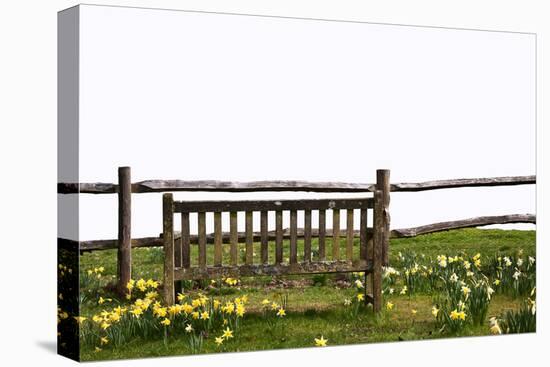 Spring Park Bench with Daffodils Isolated on White to Cut out and Use-Veneratio-Stretched Canvas