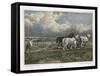 Spring, Ploughing the Field with Three Shire Horses-null-Framed Stretched Canvas