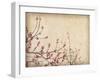Spring Plum Blossom Blossom on Old Antique Vintage Paper Background-kenny001-Framed Art Print