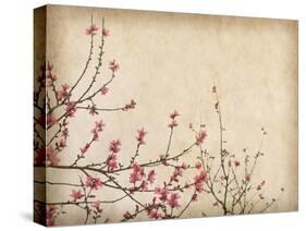 Spring Plum Blossom Blossom on Old Antique Vintage Paper Background-kenny001-Stretched Canvas