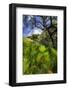 Spring Pop - Mount Diablo Wildflowers Green Hills Northern California-Vincent James-Framed Photographic Print