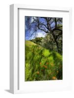 Spring Pop - Mount Diablo Wildflowers Green Hills Northern California-Vincent James-Framed Photographic Print