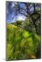 Spring Pop - Mount Diablo Wildflowers Green Hills Northern California-Vincent James-Mounted Photographic Print