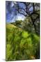 Spring Pop - Mount Diablo Wildflowers Green Hills Northern California-Vincent James-Mounted Photographic Print