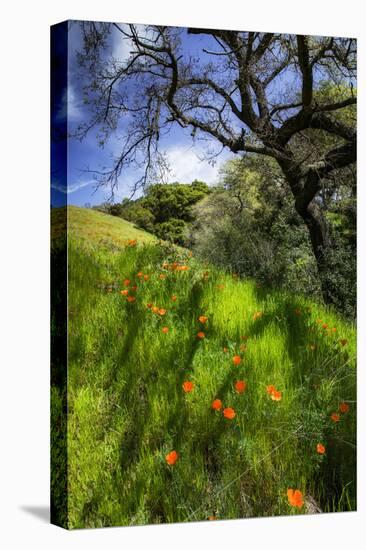 Spring Pop - Mount Diablo Wildflowers Green Hills Northern California-Vincent James-Stretched Canvas