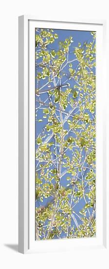 Spring Poplars I-Sharon Chandler-Framed Premium Giclee Print