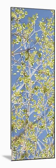 Spring Poplars I-Sharon Chandler-Mounted Premium Giclee Print