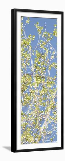 Spring Poplars II-Sharon Chandler-Framed Premium Giclee Print
