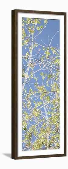 Spring Poplars III-Sharon Chandler-Framed Premium Giclee Print